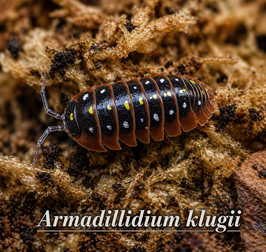 Armadillidium klugii 12 Stk