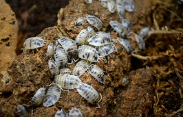 Porcellio laevis Panda 12 Stk
