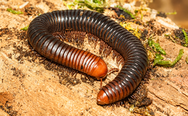 Spirostreptus servatius-Tansanischer Riesenschnurfüßer