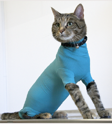 vetmedcare cat body die alternative zur halskrause trichter fur die katze vetmedcare die alternative zur halskrause
