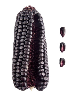 CÓNICO MORADO. Ixtenco y Huamantla, Tlaxcala