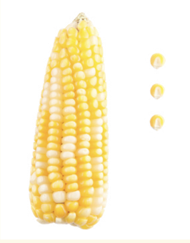 CÓNICO AMARILLO TLAXCALA. Ixtenco y Huamantla, Tlaxcala