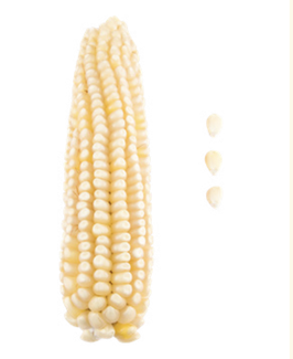 CÓNICO CREMOSO TLAXCALA. Ixtenco y Huamantla, Tlaxcala