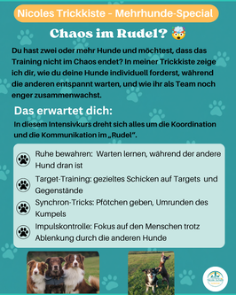 Nicoles-Trick-Kiste Mehrhunde Special