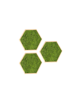 1 Kit de 3 Hexagones mousse plate vert clair TAILLE S/M/L