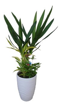 観葉植物寄せ植え　６号丸陶器鉢