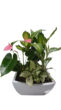 観葉植物寄せ植え　７号陶器浅鉢
