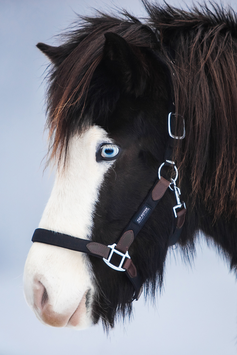 Halfter-Set "TR III" mit Strick