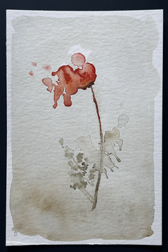 Coquelicot no 56
