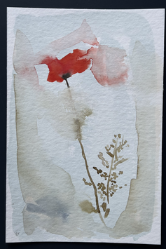 Coquelicot no 61