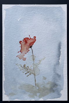 Coquelicot no 62
