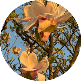 Fotomagie mit dem Handy