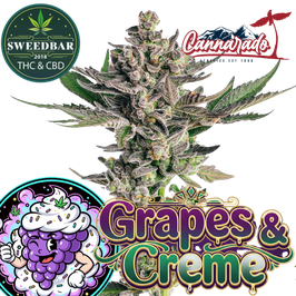 Grapes & Creme - Cannarado x Phinest