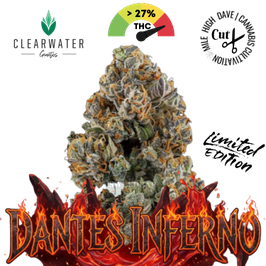 Dantes Inferno #8 Steckling in Steinwolle Mile High Dave Cut - Clearwater Genetics