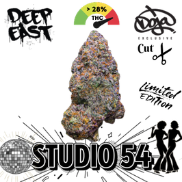 Studio 54 Steckling in Steinwolle DEF X Doja Cut - Deep East Farms X Doja