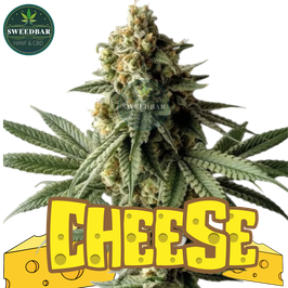 Cheese feminized