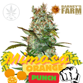 Mimosa x Orange Punch in Plug