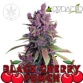 Black Cherry Punch Steckling in Plug