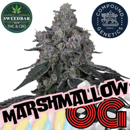 Marshmallow OG - Compound Genetics