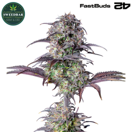 Blueberry Auto - 420 Fast Buds