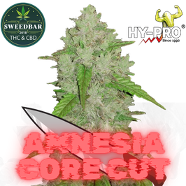 Amnesia Master Cut - Express Versand 24h