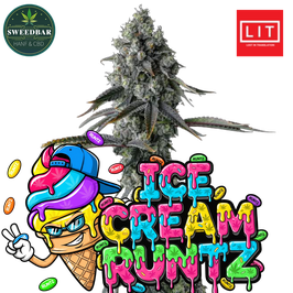 Ice Cream Runtz in Plug