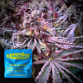Sour Blucci - Grounded Genetics