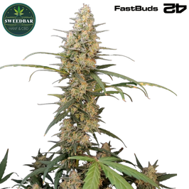Critical Auto - 420 FastBuds