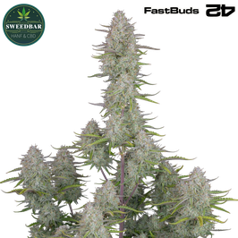 Wedding Cheesecake Auto - 420 FastBuds