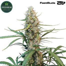 Jack Herer Auto - 420 FastBuds