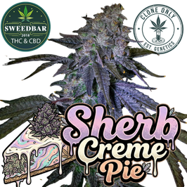 Sherb Creme Pie - Clone only
