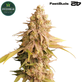 Lemon Mandarin™ Auto - 420 FastBuds
