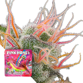 Pink Honey - Grounded Genetics