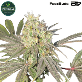 Rainbow Melon™ - 420 FastBuds