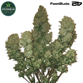 West Coast O.G. Auto - 420 FastBuds