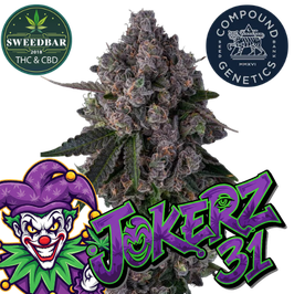 Jokerz 31 US Cali - Express Versand 24h