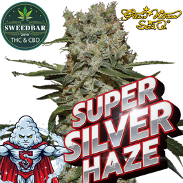 Super Silver Haze - Green House Seeds