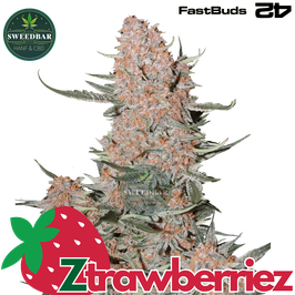 Ztrawberriez Auto - 420 FastBuds
