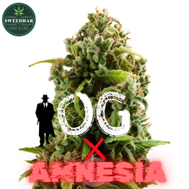 OG x Amnesia