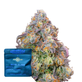 Blue Zlime - Grounded Genetics