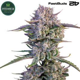 Strawberry Gorilla Auto - 420 FastBuds