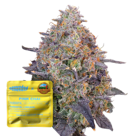 Pink Chai - Grounded Genetics