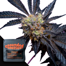 Zoapaya - Grounded Genetics