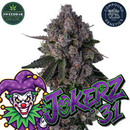 Jokerz 31 in Plug