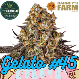 Gelato #45 Steckling in Plug