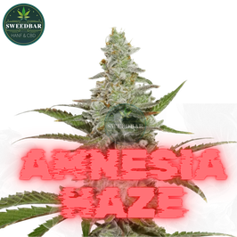 Amnesia Core Cut Steckling in Plug