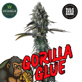 Gorilla Glue 4 - Bulk Seed Bank