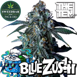 Blue Zushi - Steckling in Plug