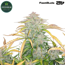 CBD 20:1 Auto - 420 FastBuds