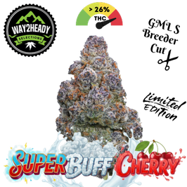 Super Buff Cherry Steckling in Steinwolle GMLS Breeder Cut - Way2Heady